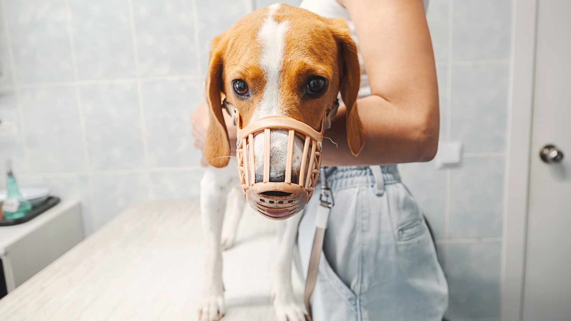 uso de bozal en perros
